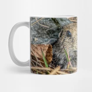 Richardson Ground Squirrel in HDR Mug